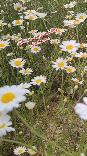 @🌼😎mesut😎🌼