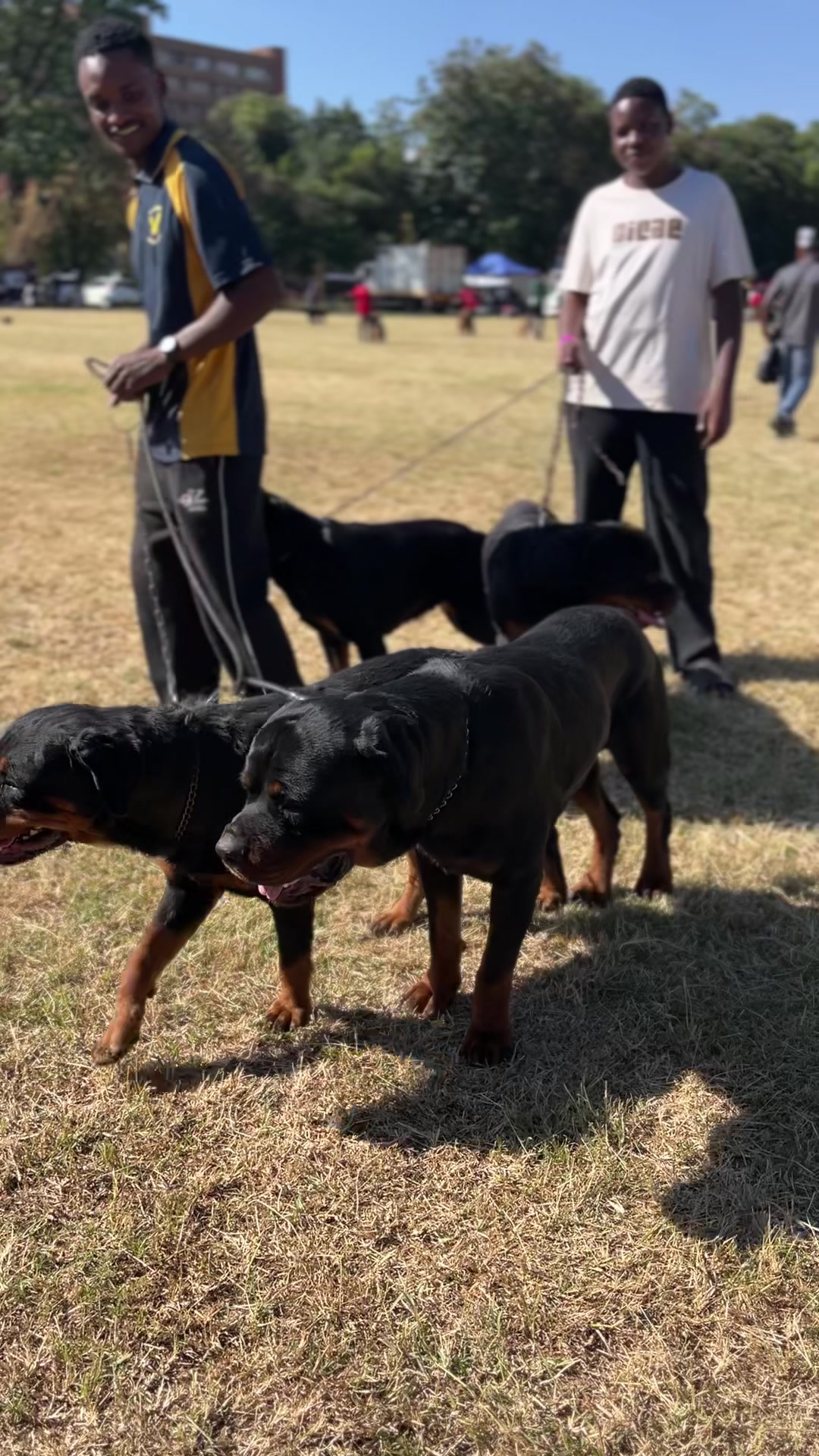 @DracularDogKennels🐶🇿🇼