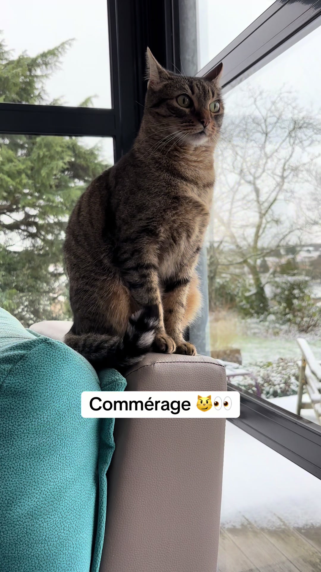 @Bulle la chatte 🐈