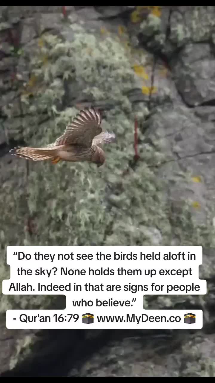 @mydeen0786