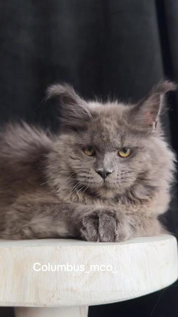 @columbus_mainecoon