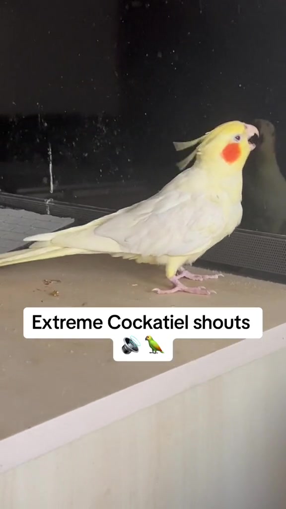@Bixby the Budgie