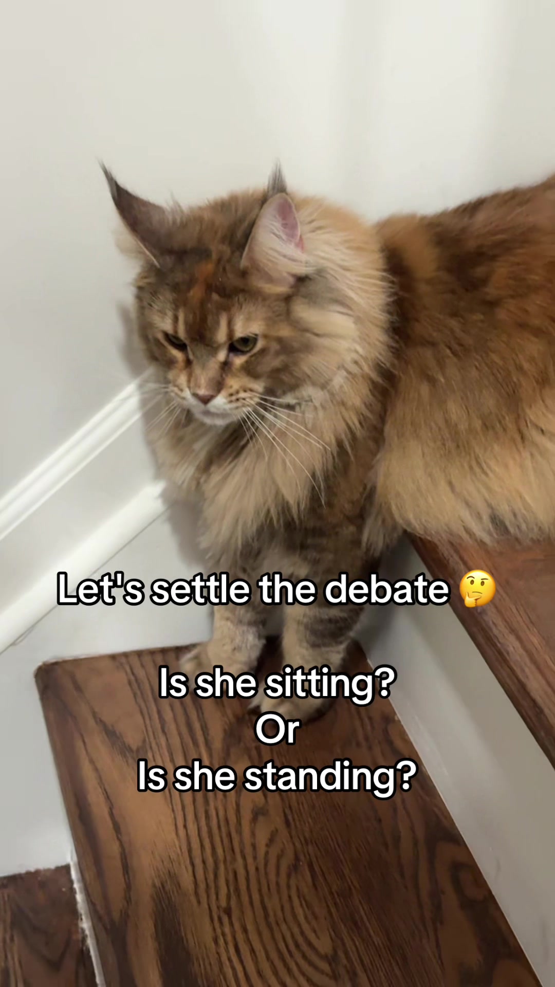 @Theo & Ember 🐈🐈⬛