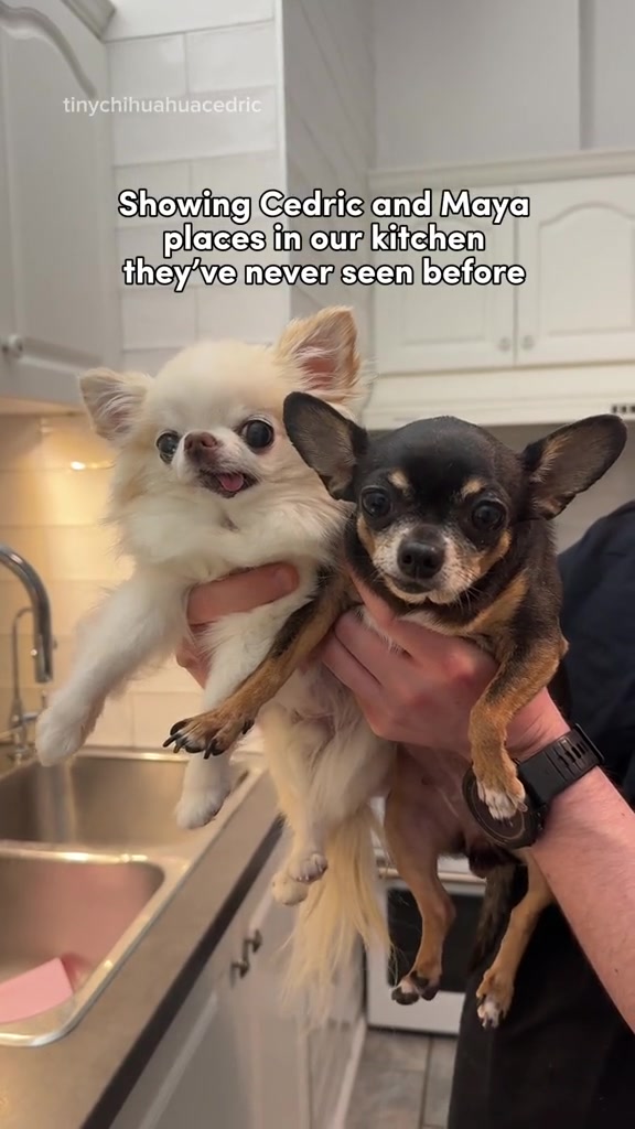 @Tiny Chihuahua Cedric & Maya
