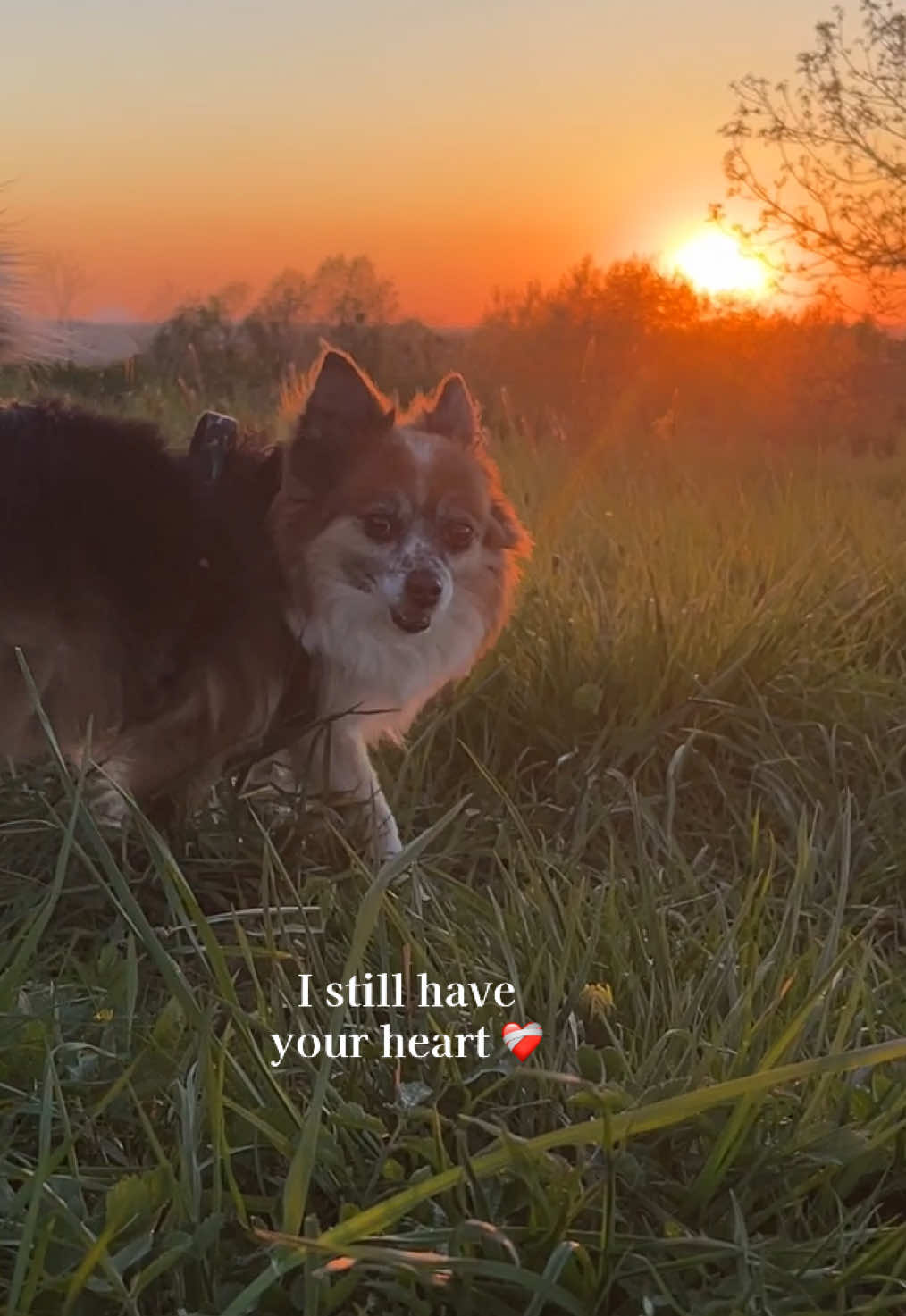 @Marta | o zwierzętach 🦊