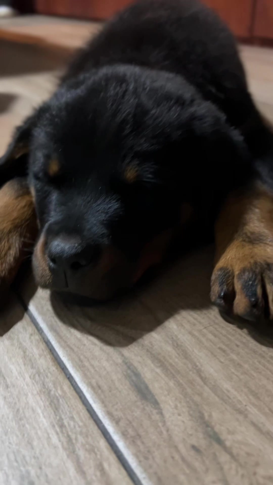@I love DOGS