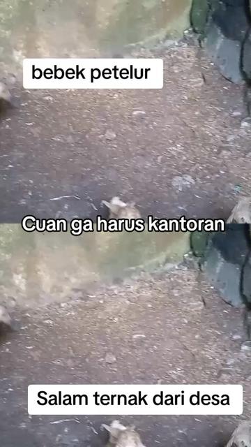 @SUYITNO TOK