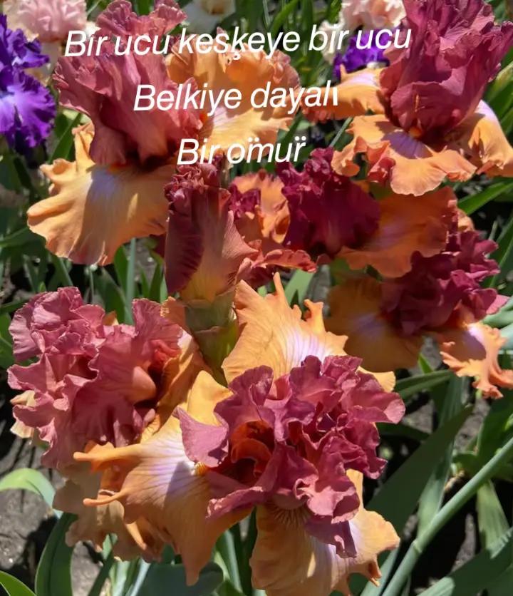 @Z&uuml;beyde karakaş 💜💙❤🩵