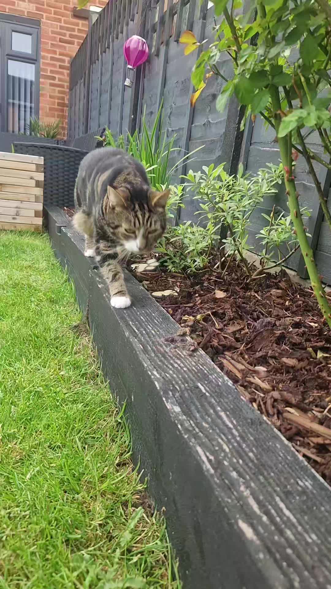 @Banjothecat2024