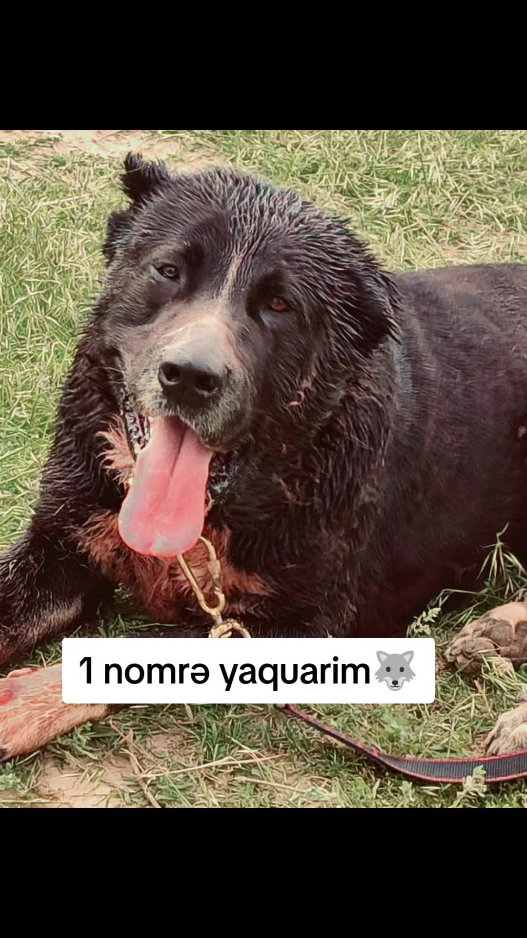 @Yaquar