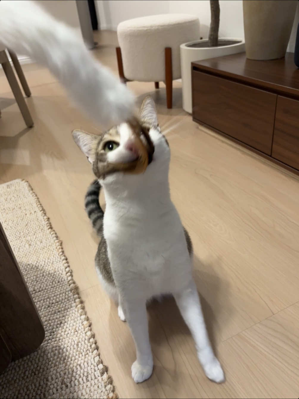 @Mimi Wawa Meow