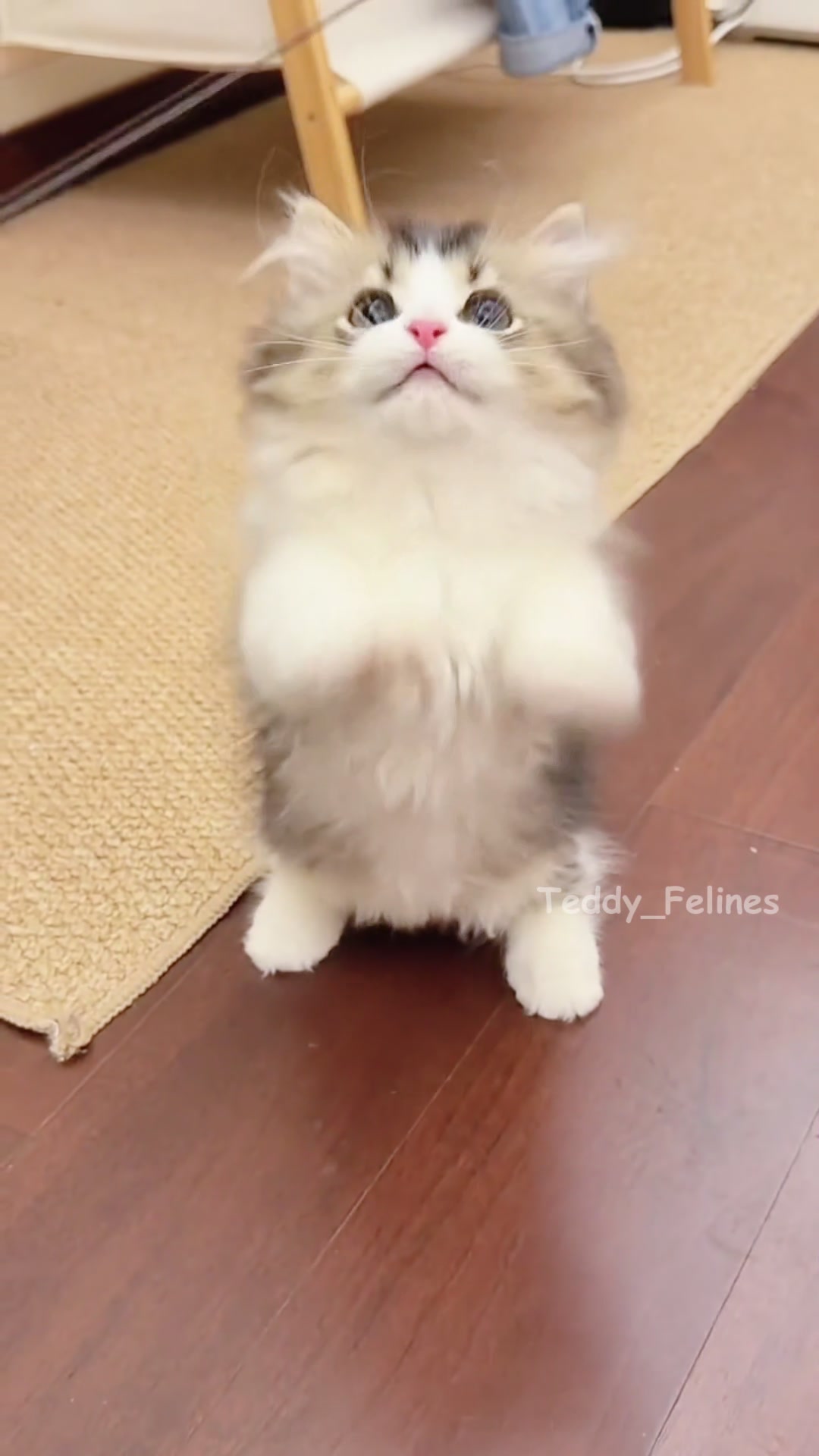 @Teddy_Felines 🧸🐾