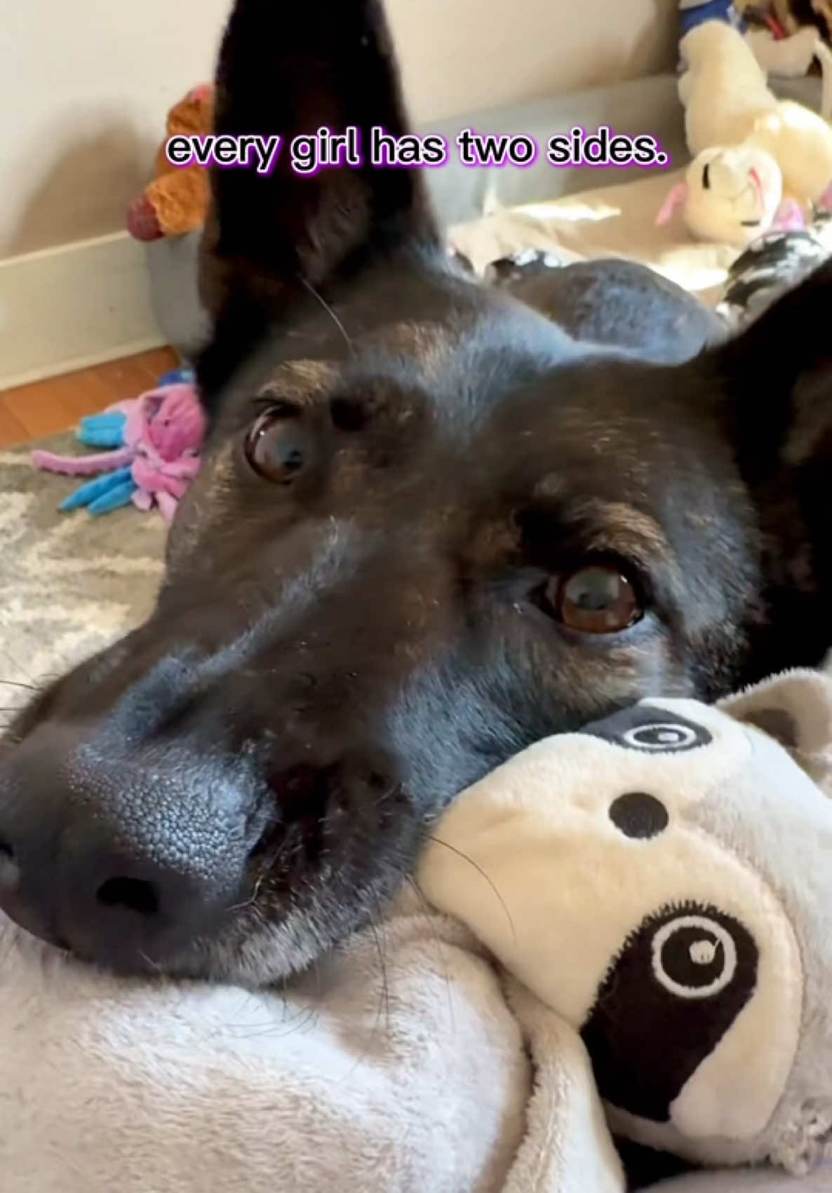 @K9 Dina