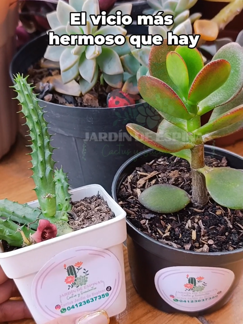@CACTUS JARDIN DE ESPINAS