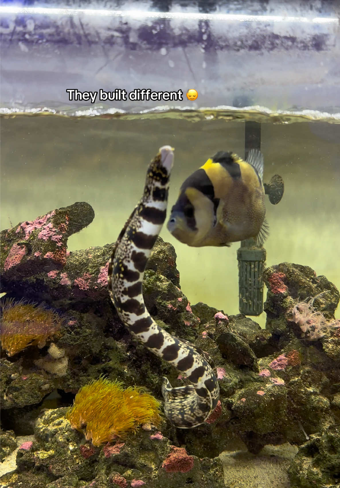 @ReefSync
