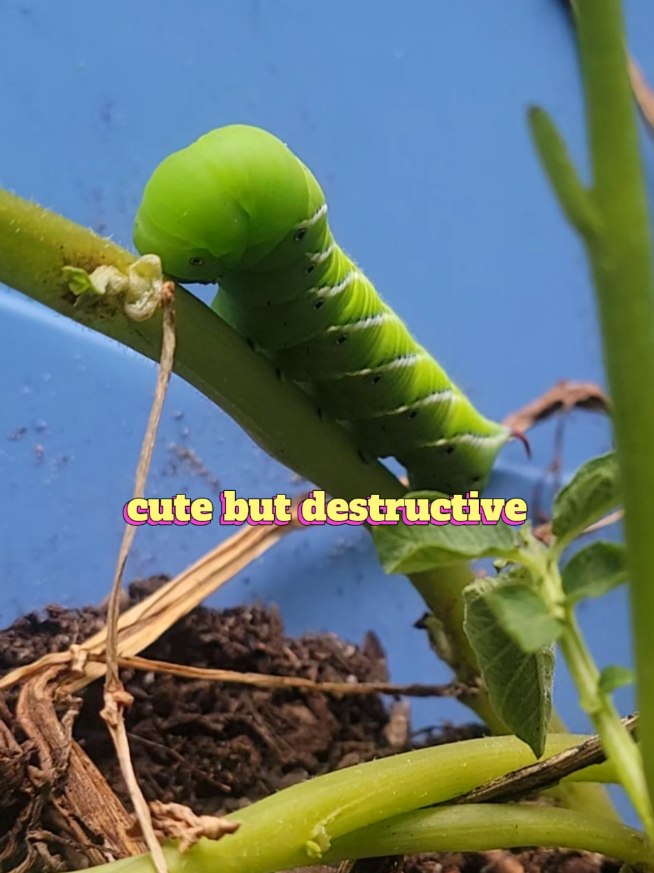 @✨️🌱lisa&bull;lila🌱✨️