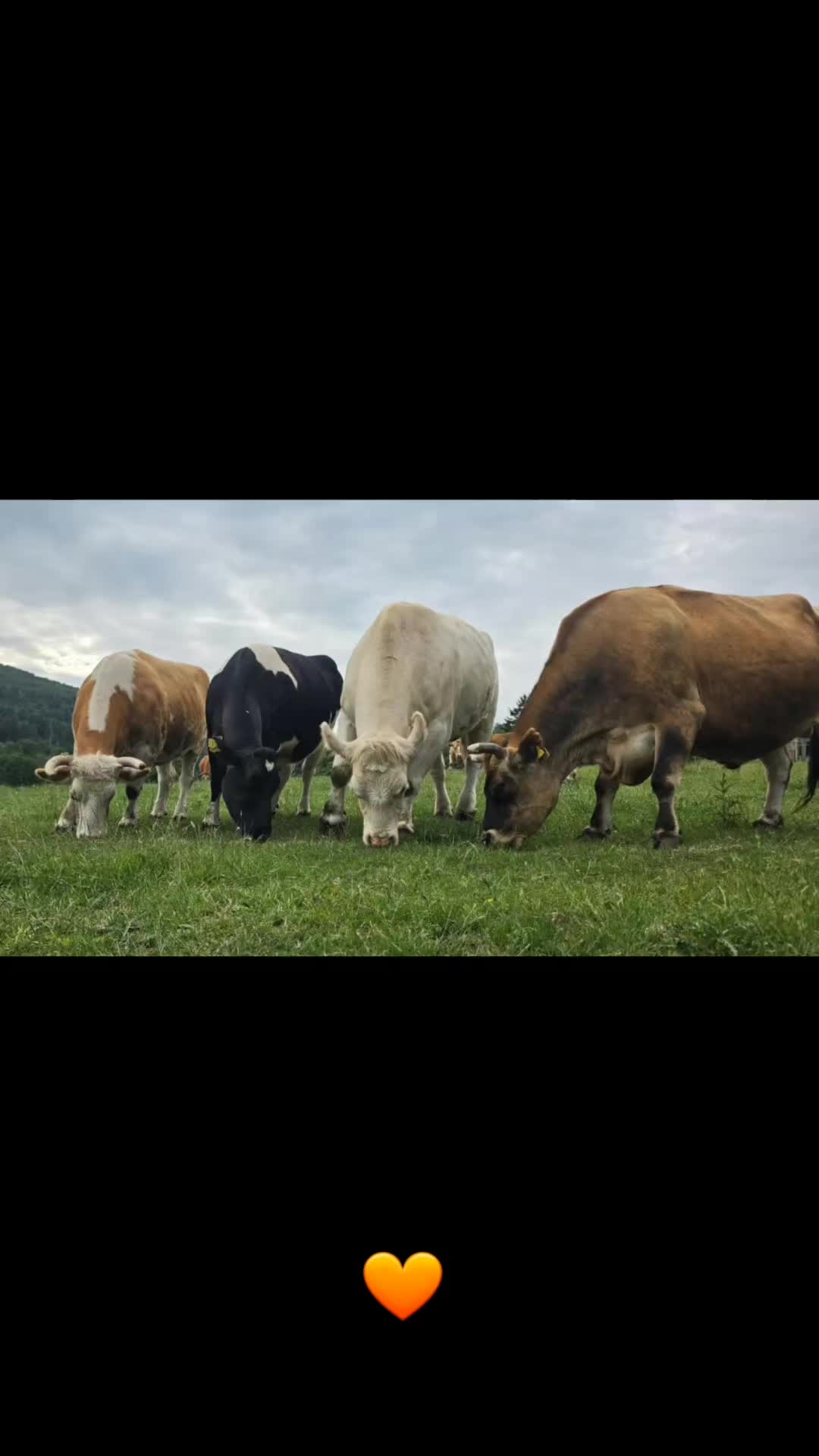 @R&uuml;sselheim e.V.