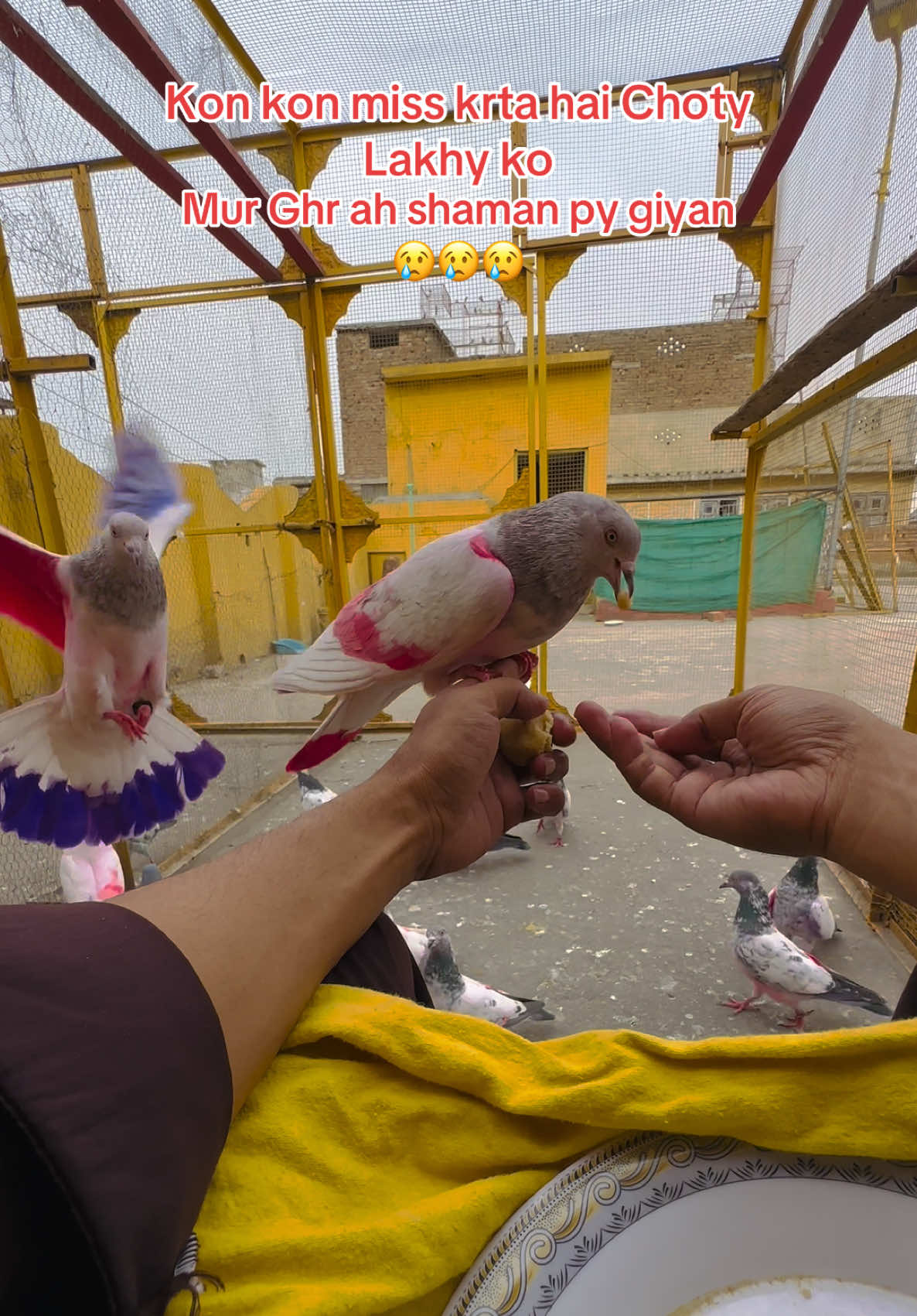 @Dar pigeons club