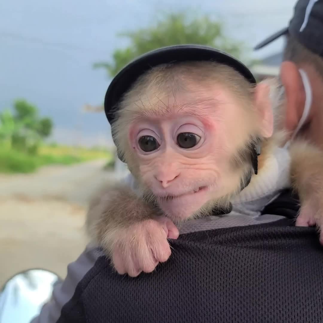@Monkey TP