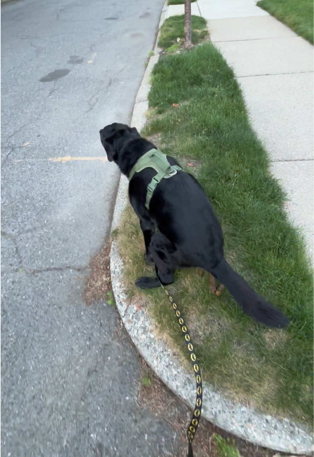 @rubenblacklab