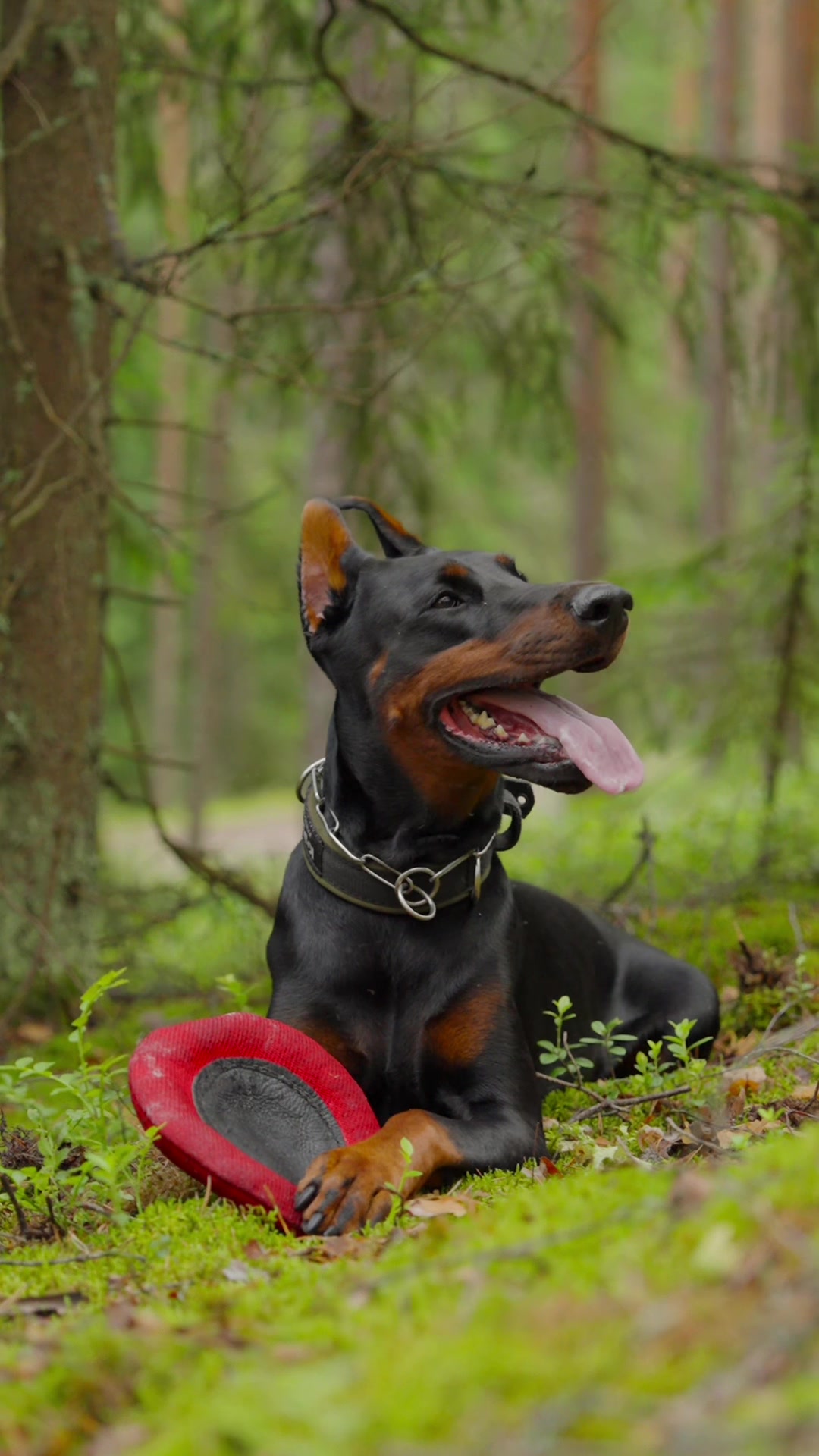 @Djudi_Doberman