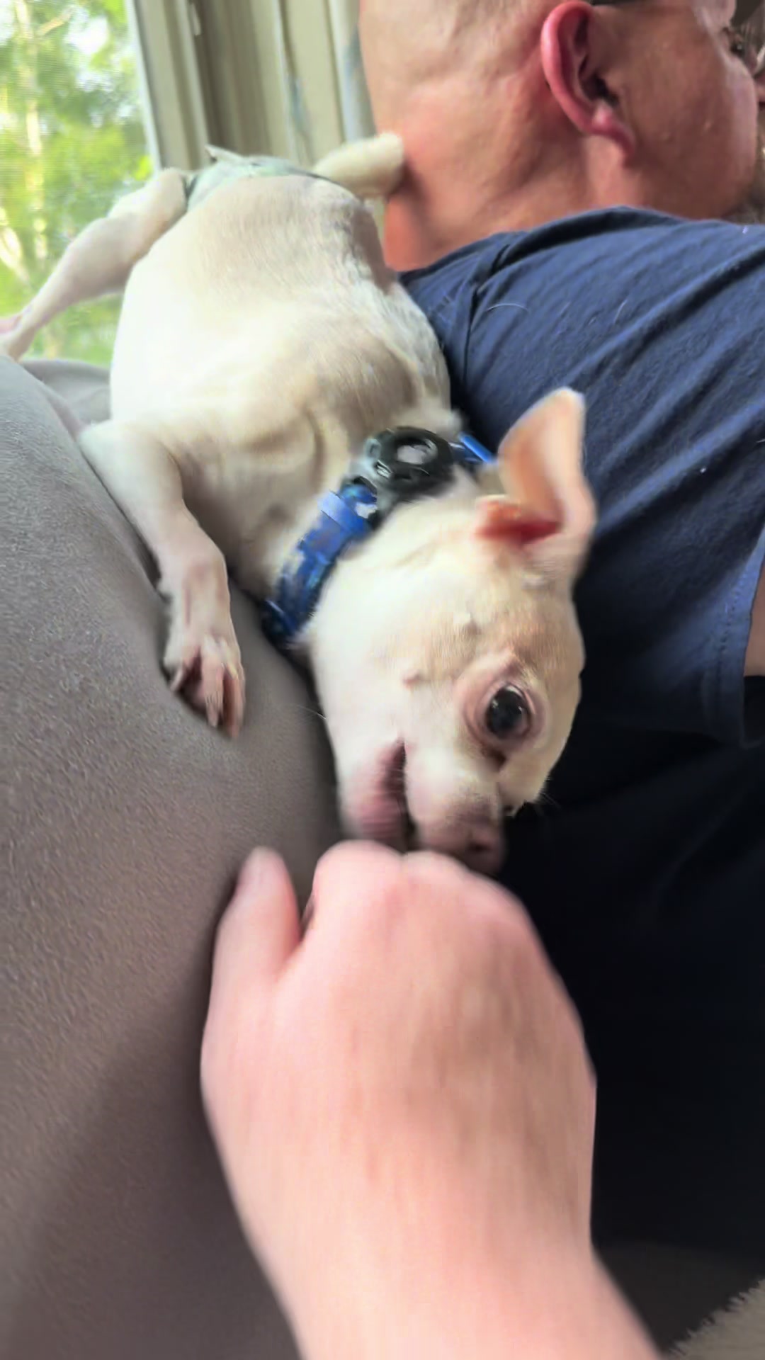 @Frankie&ensp;the&ensp;Chihuahua