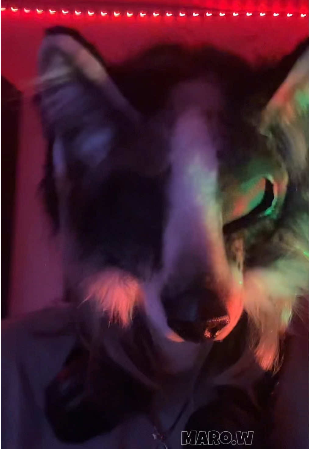 @◞𝗠𝗔𝗥𝗢.𝗪⌖