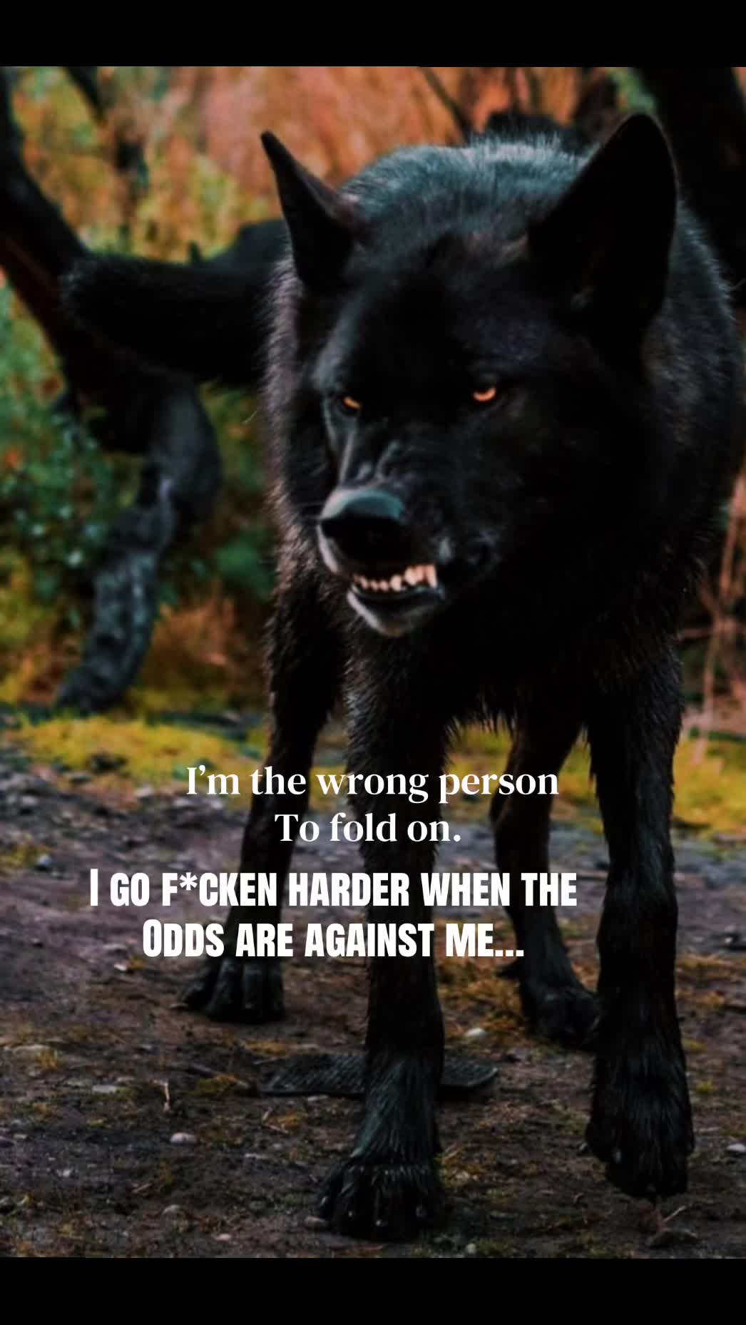 @🪬Conscious_LoneWolf🐺