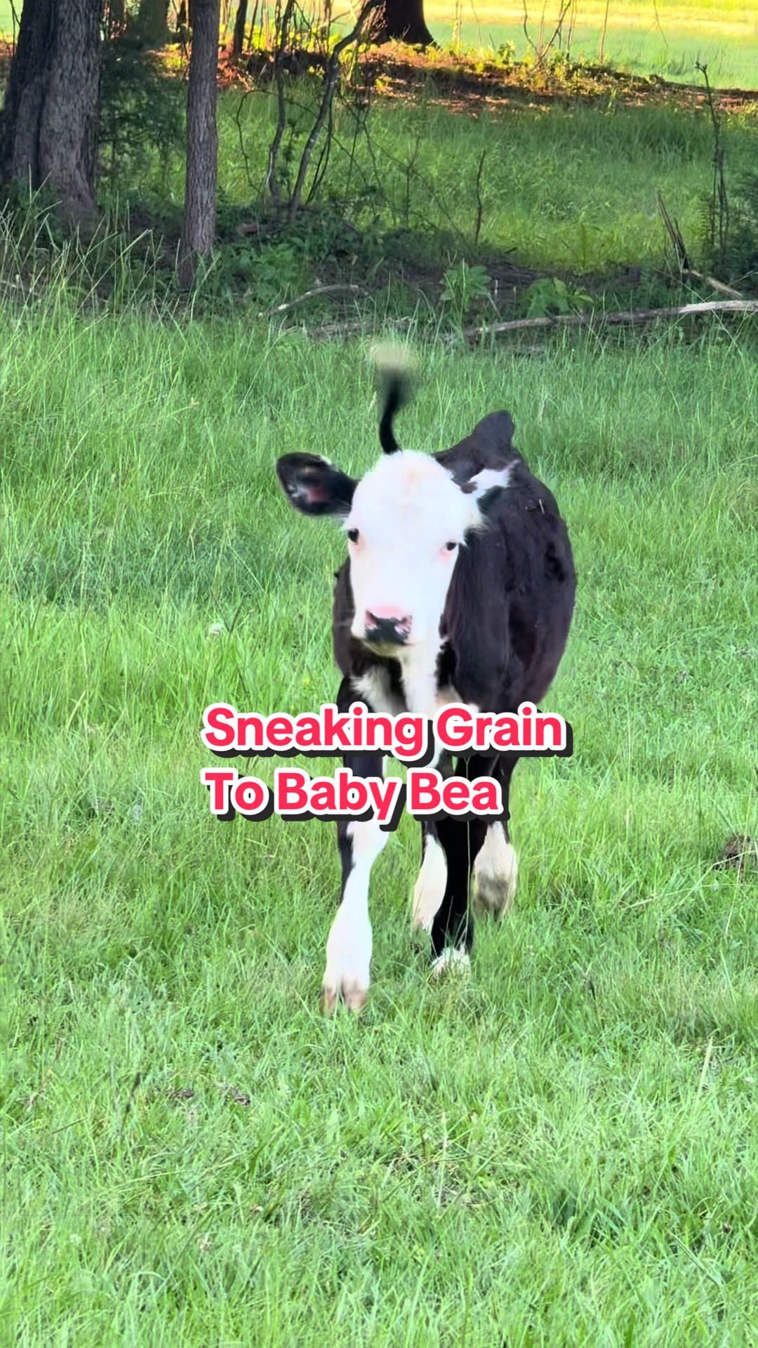 @Piney Bend Cattle
