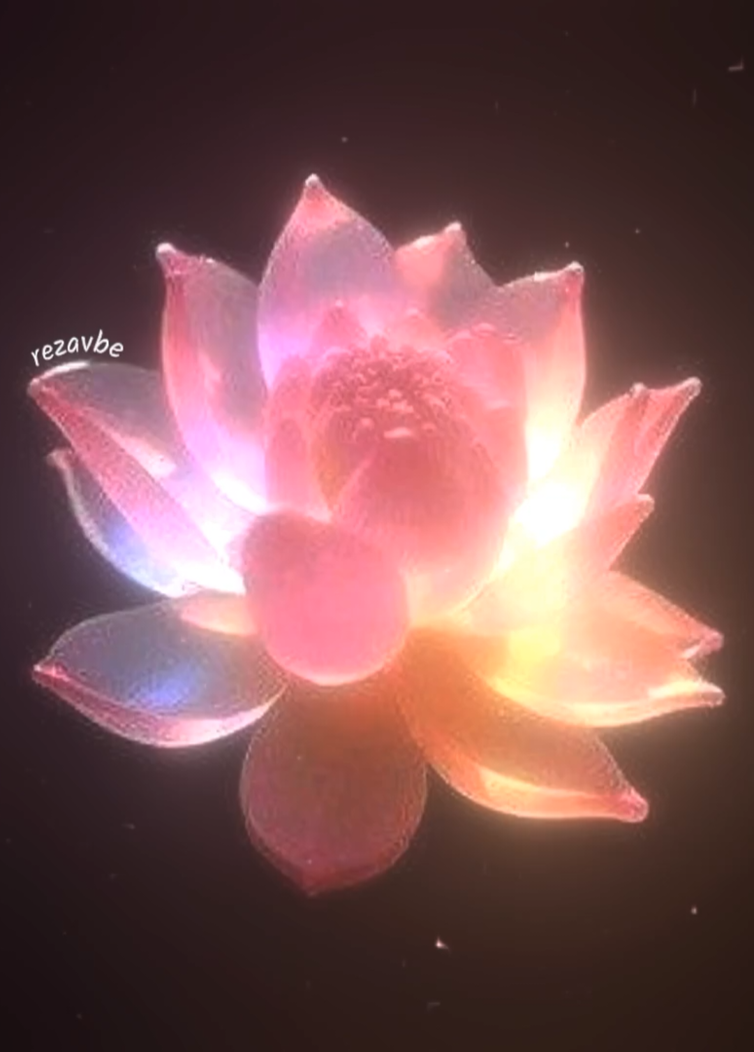 @𝟑𝟎𝟑 𝑹𝒆𝒛𝒂𝒗𝒃𝒆