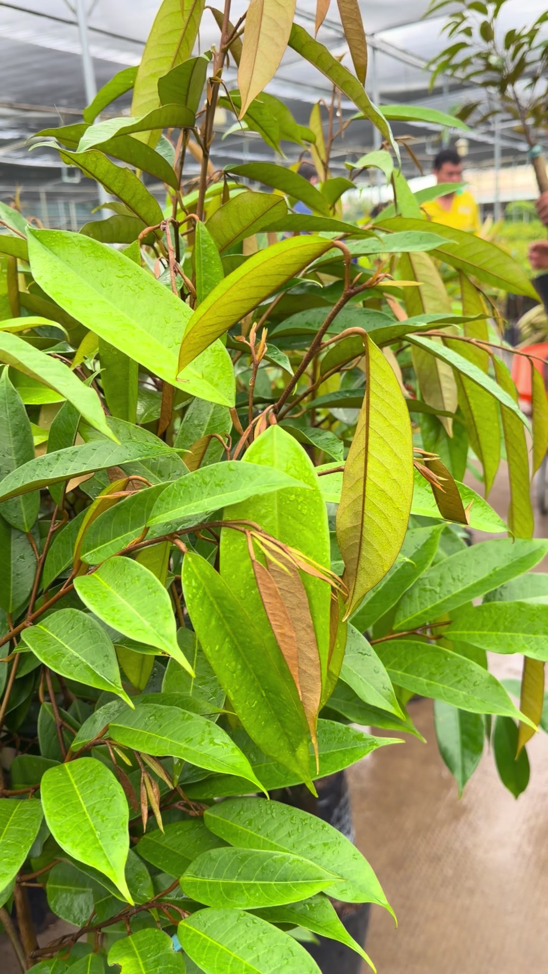 @Hùng Chương STCG Welofarm