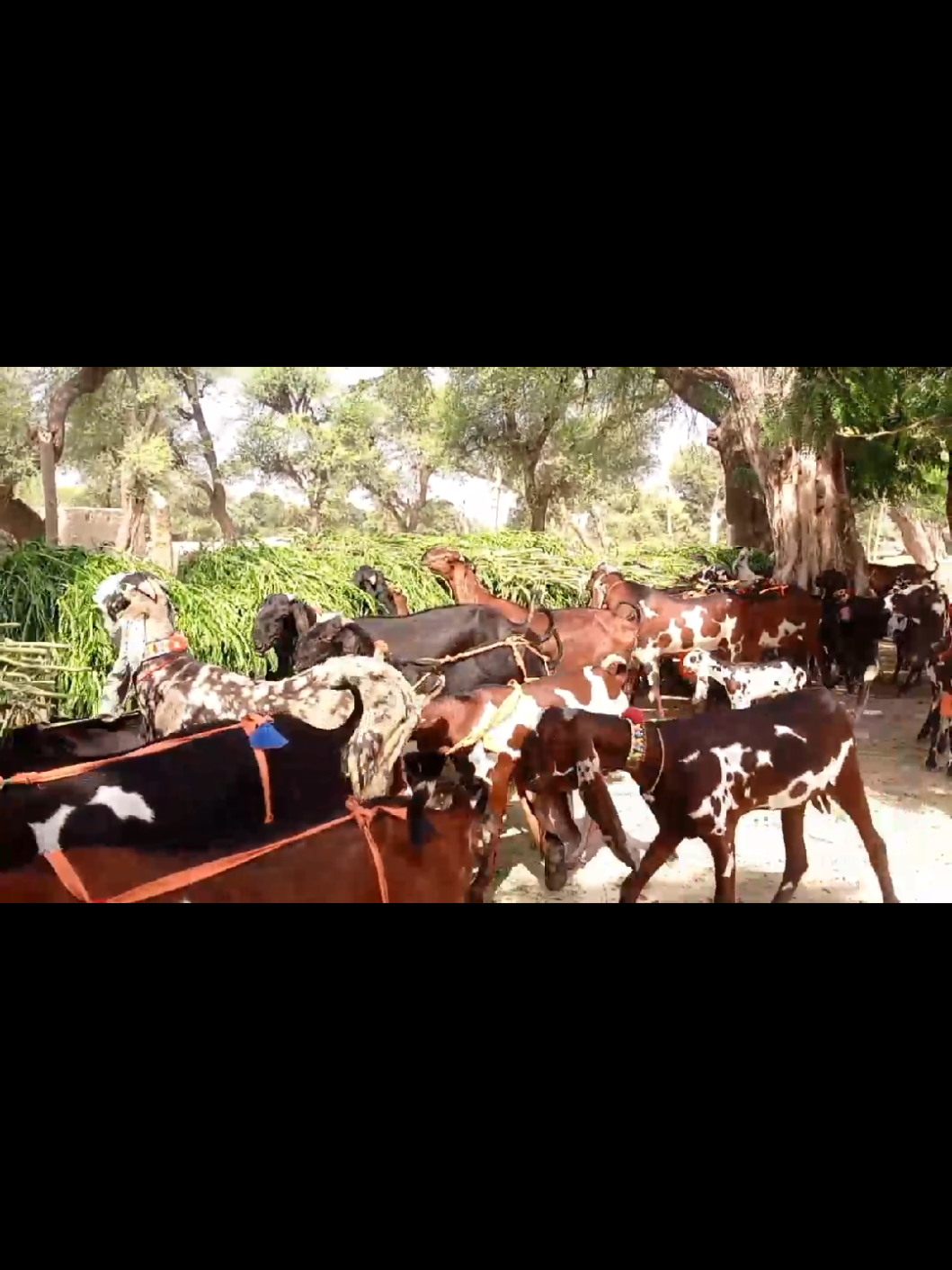 @Babu Pathan Goat Farm