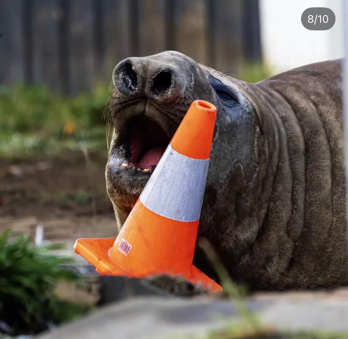 @Neil the Seal 🦭
