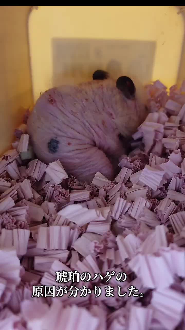 @ジン
