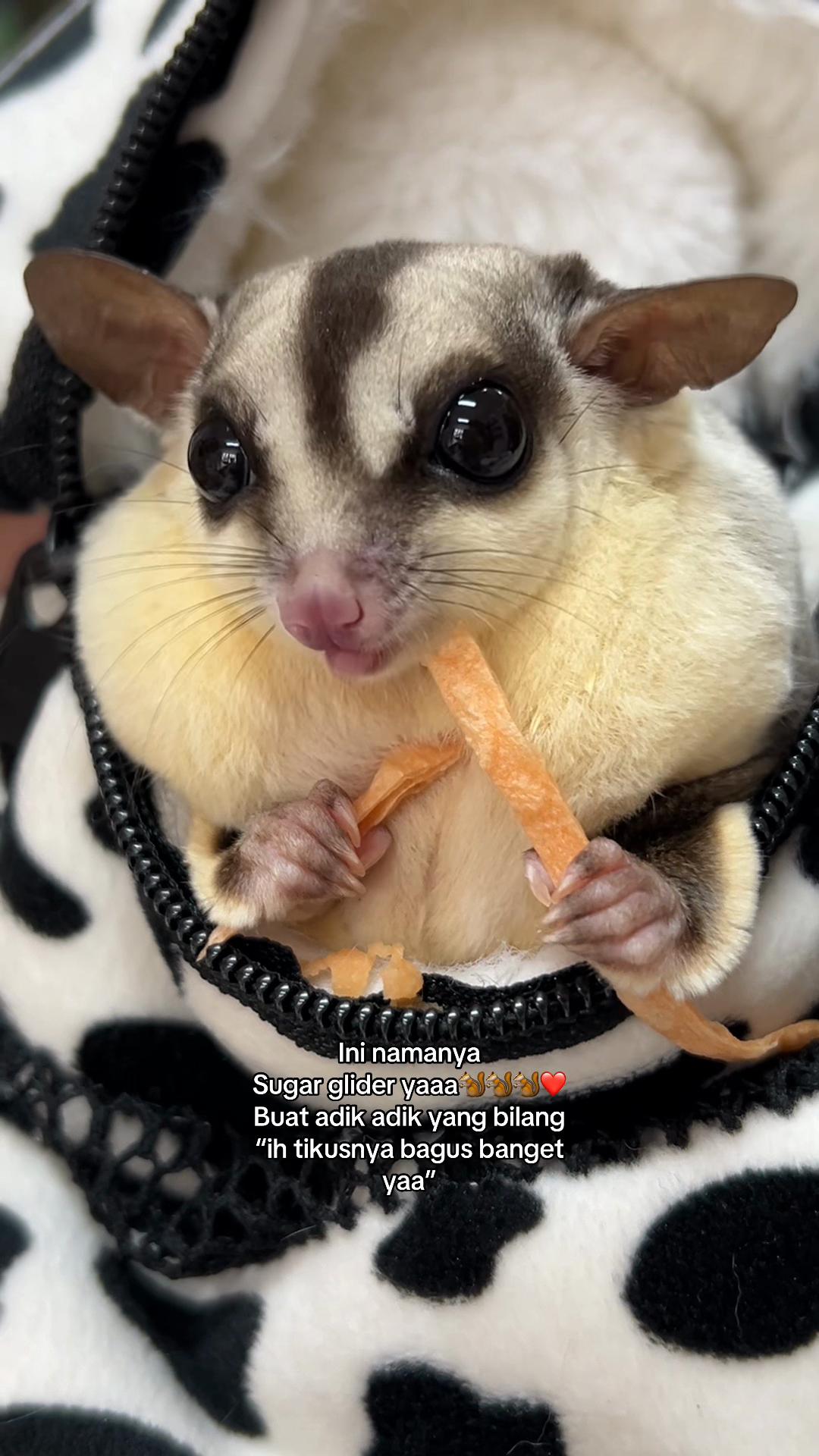 @jesugarglider.id1