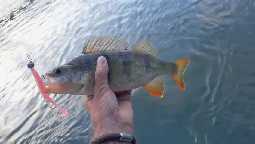 @ListBaits