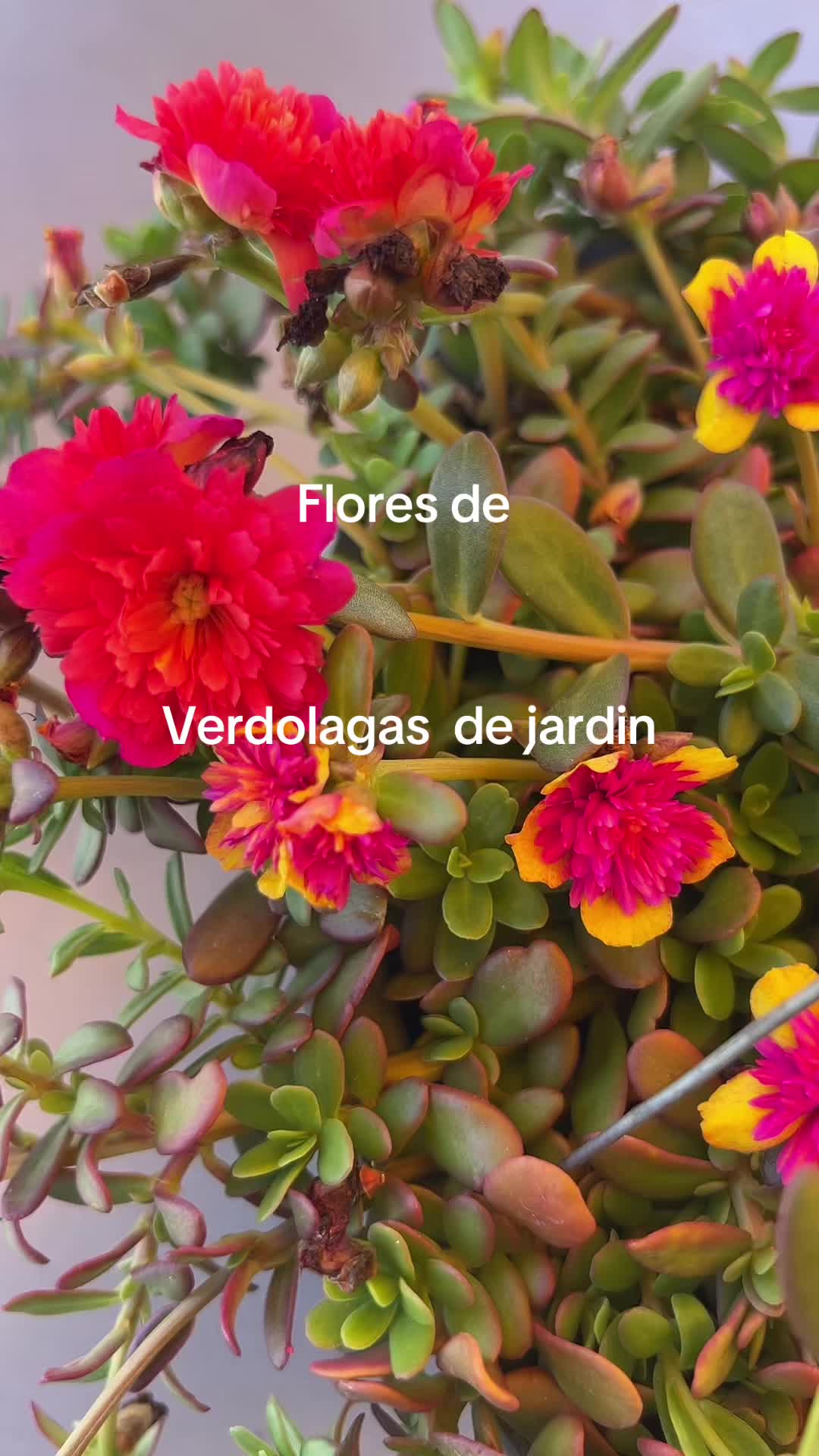 @Maria succulents 🕊️🐚