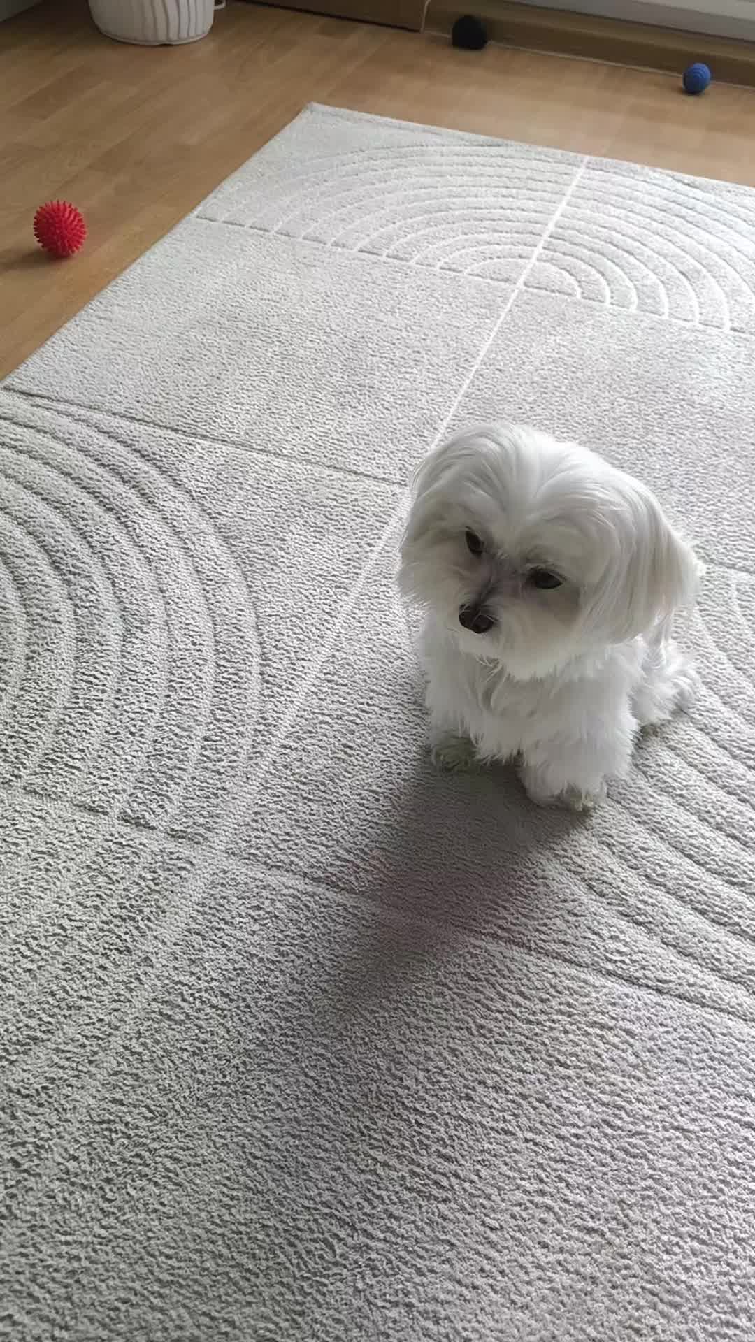 @🐾 BUBI 🐾