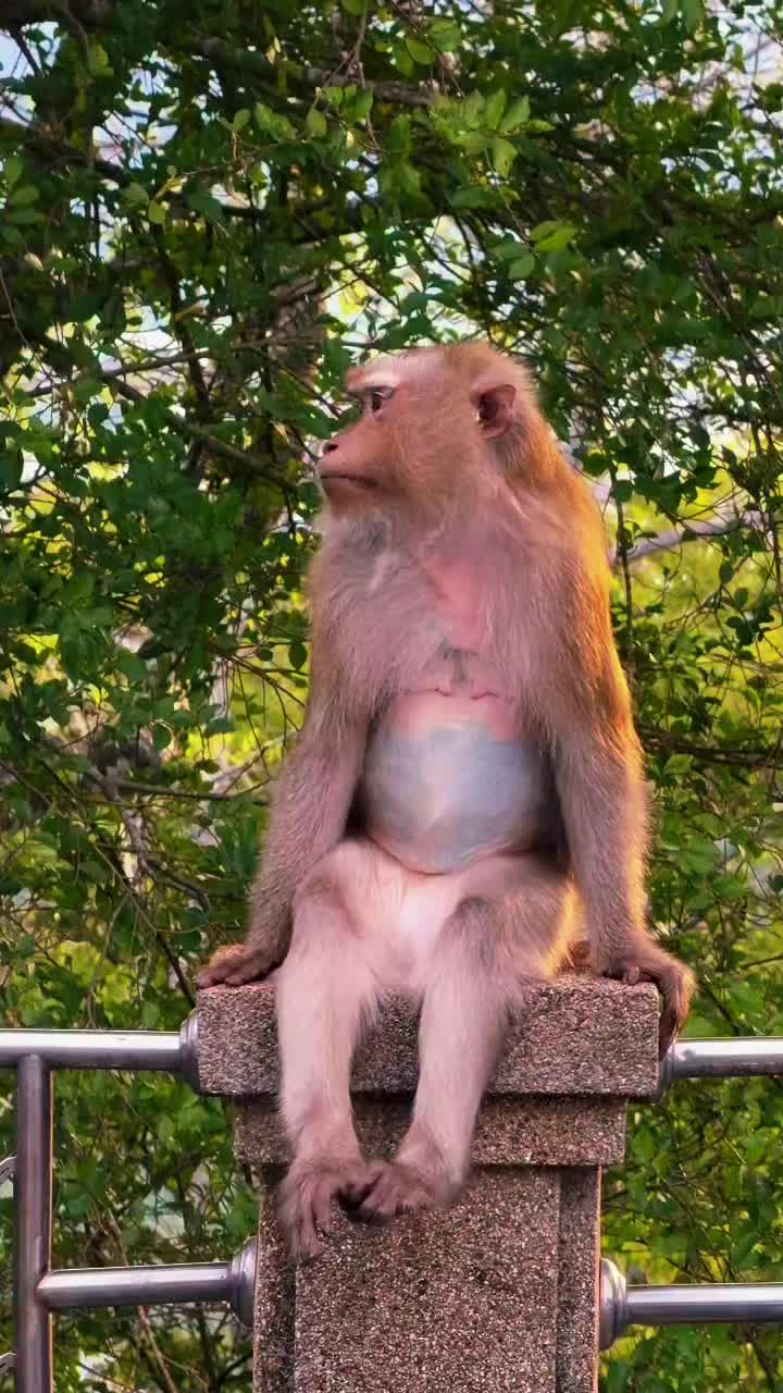 @Monkeyking❤
