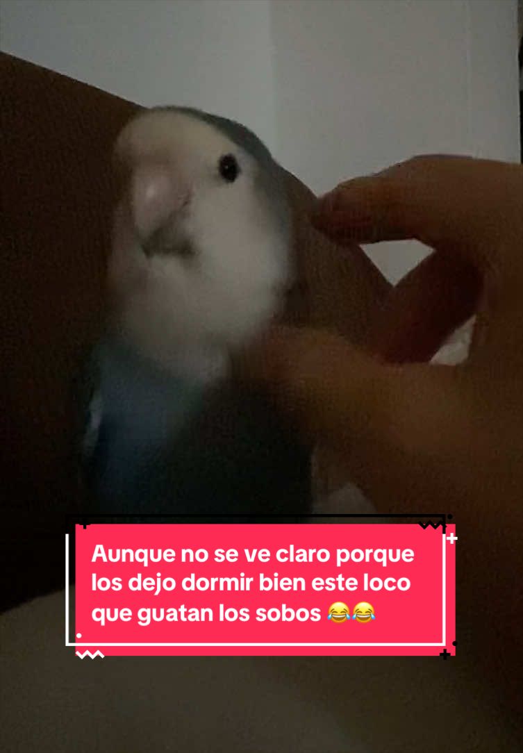 @chip y bella
