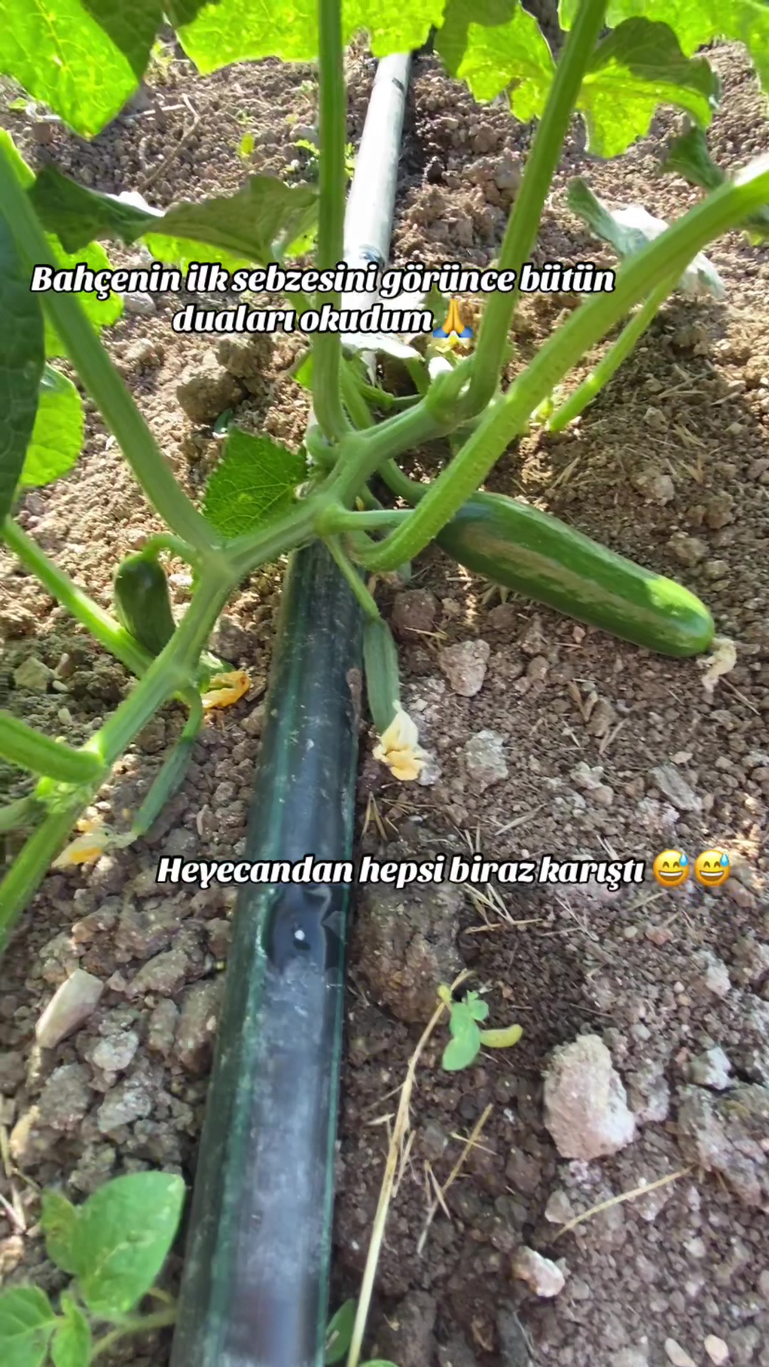 @Hilal Karababa