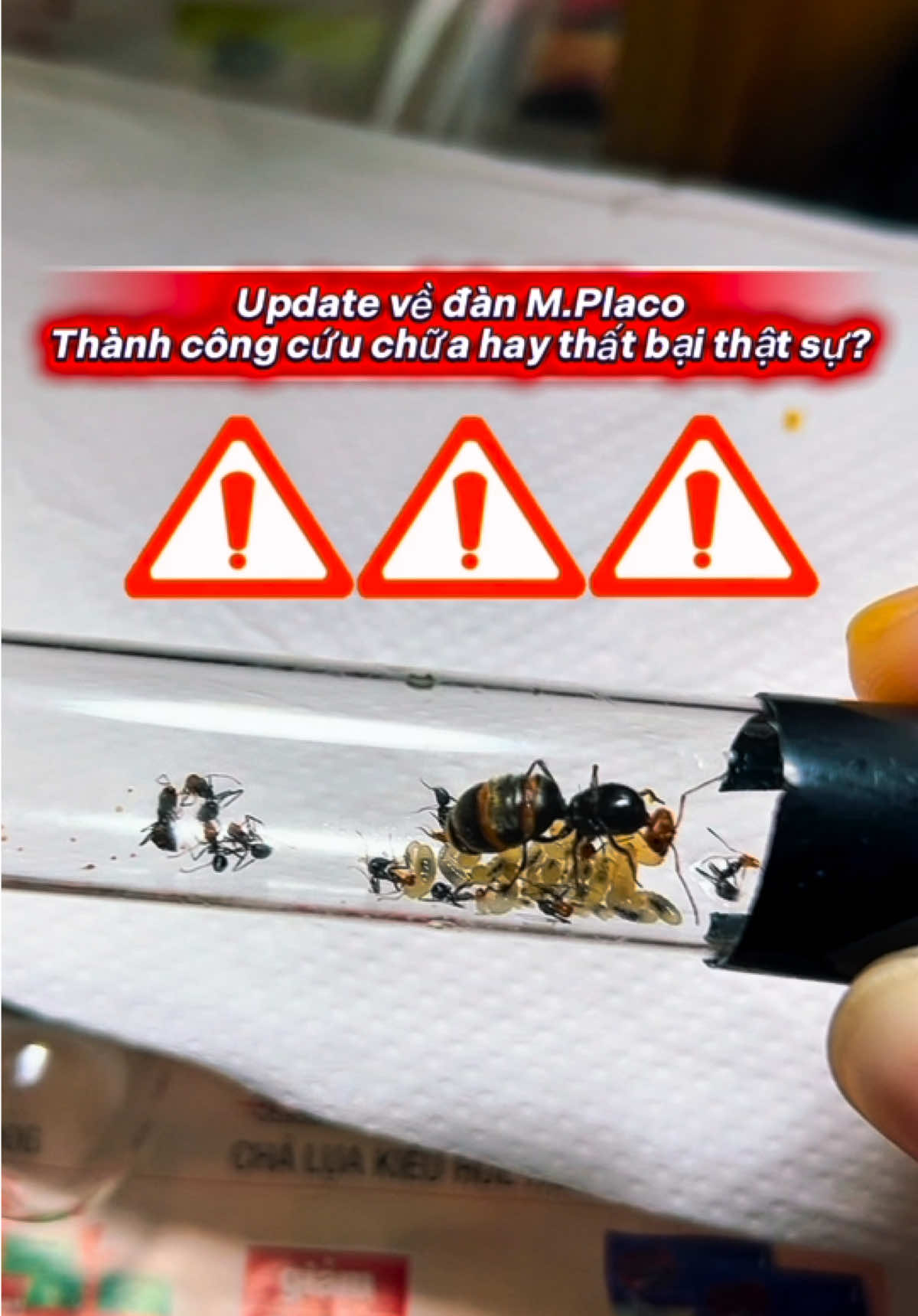 @Henry Th&iacute;ch Nu&ocirc;i Kiến 🐜