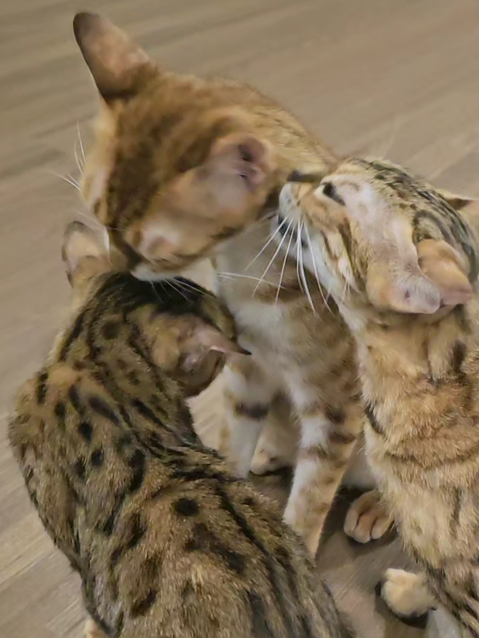 @layjudfamily🐾🐱