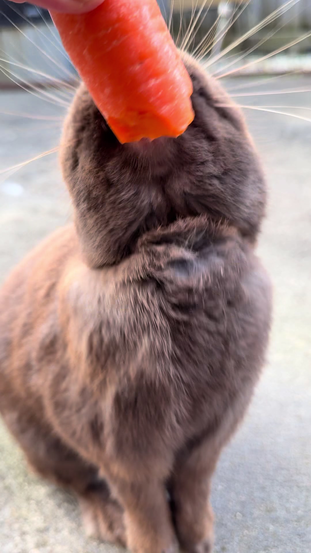 @Chocolate and Cheeto 🐶🐰