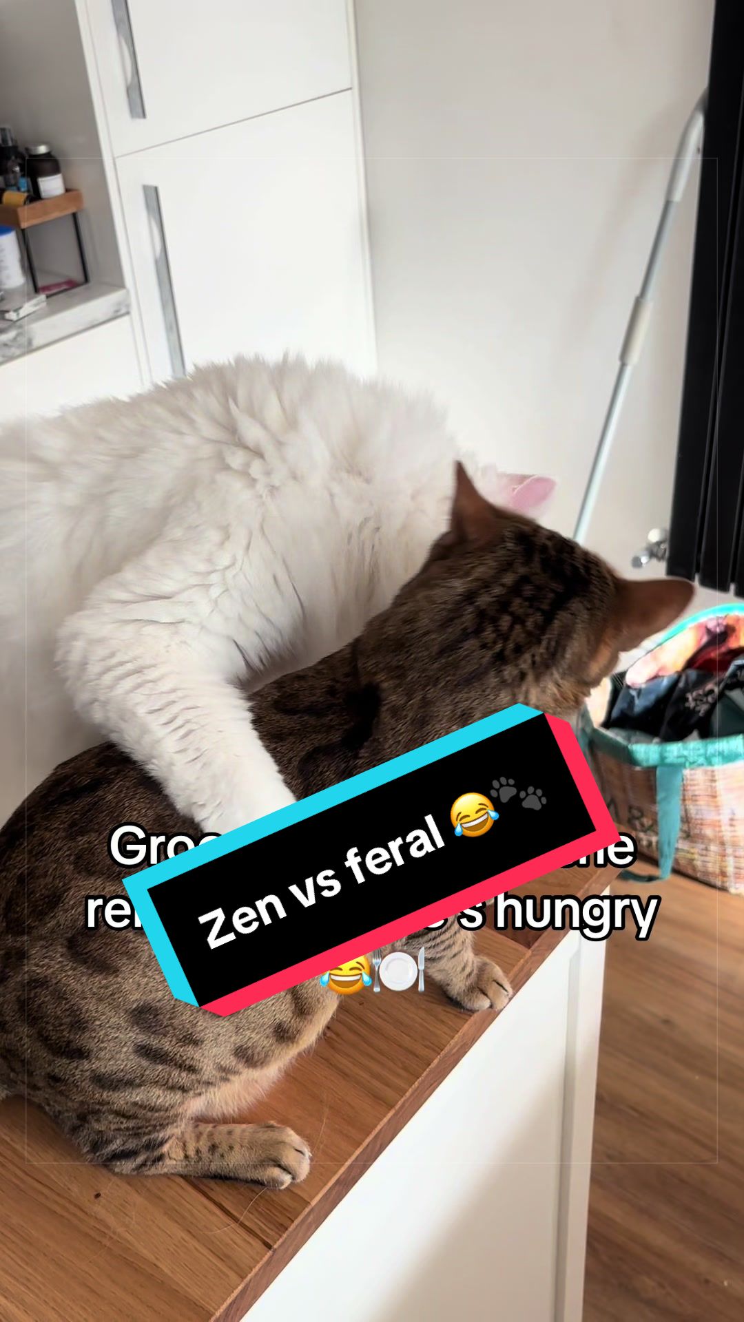 @Kiki &amp; Zeus 😸🐾