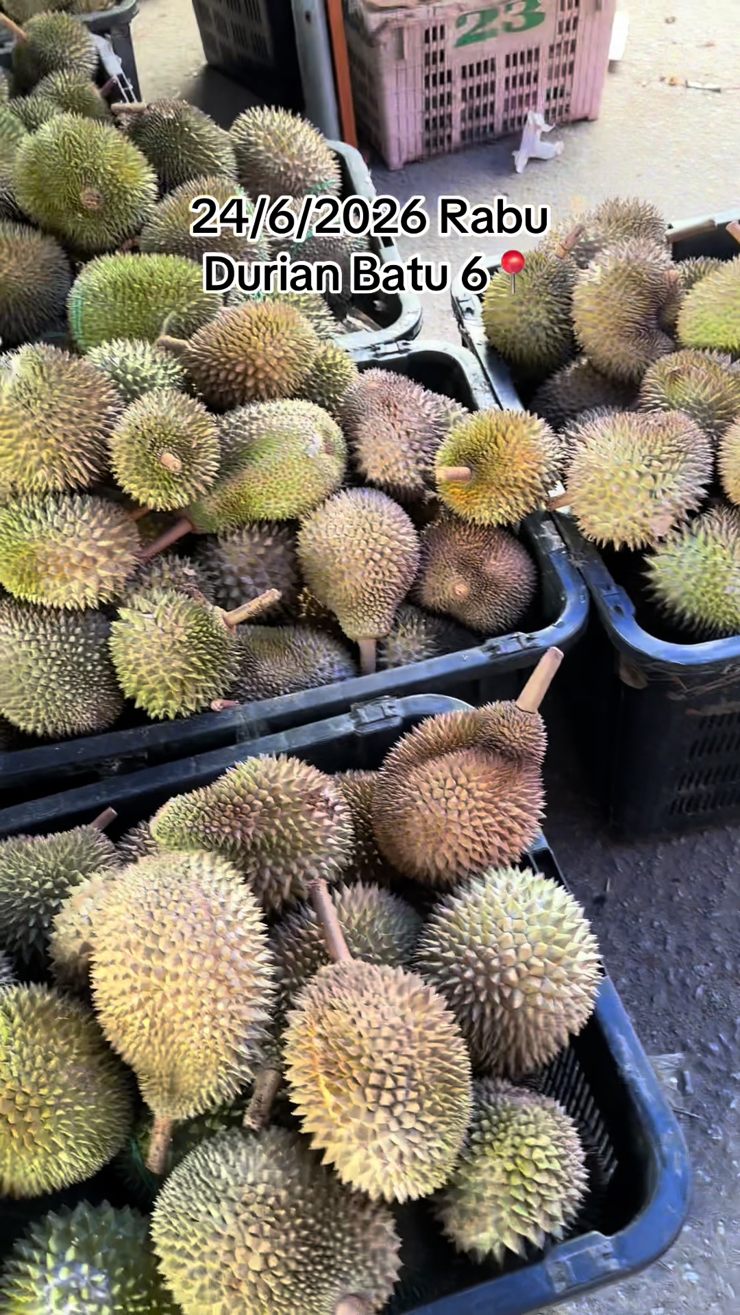 @Durian Batu 6