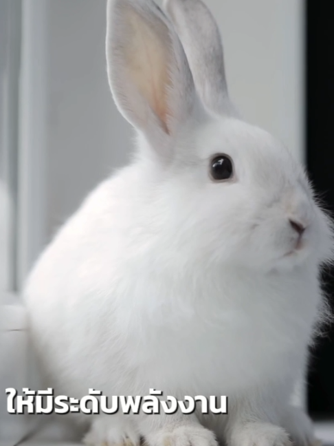 @WelovepetsbyPamornchaiSupply
