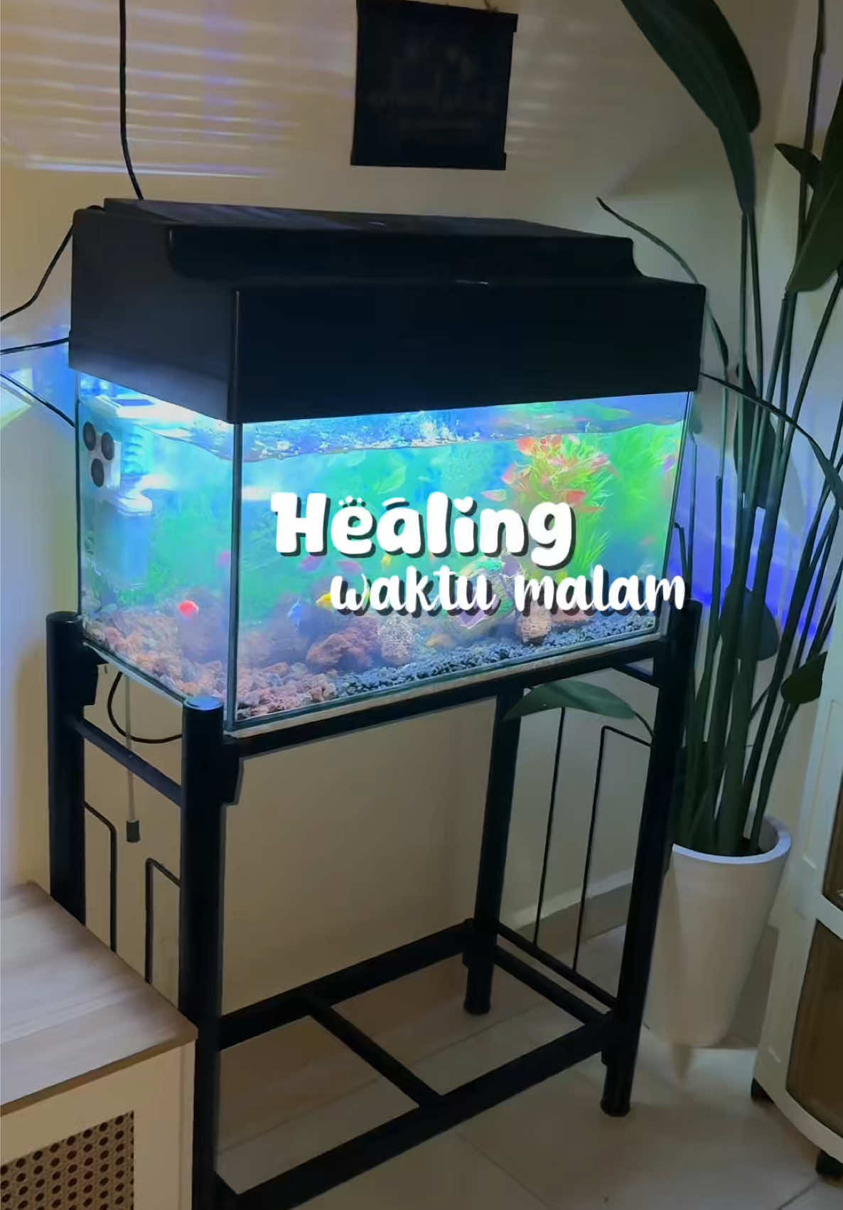 @𝒮𝒽𝒶𝒶 ✿ 𐙚 | racun tiktok ✨