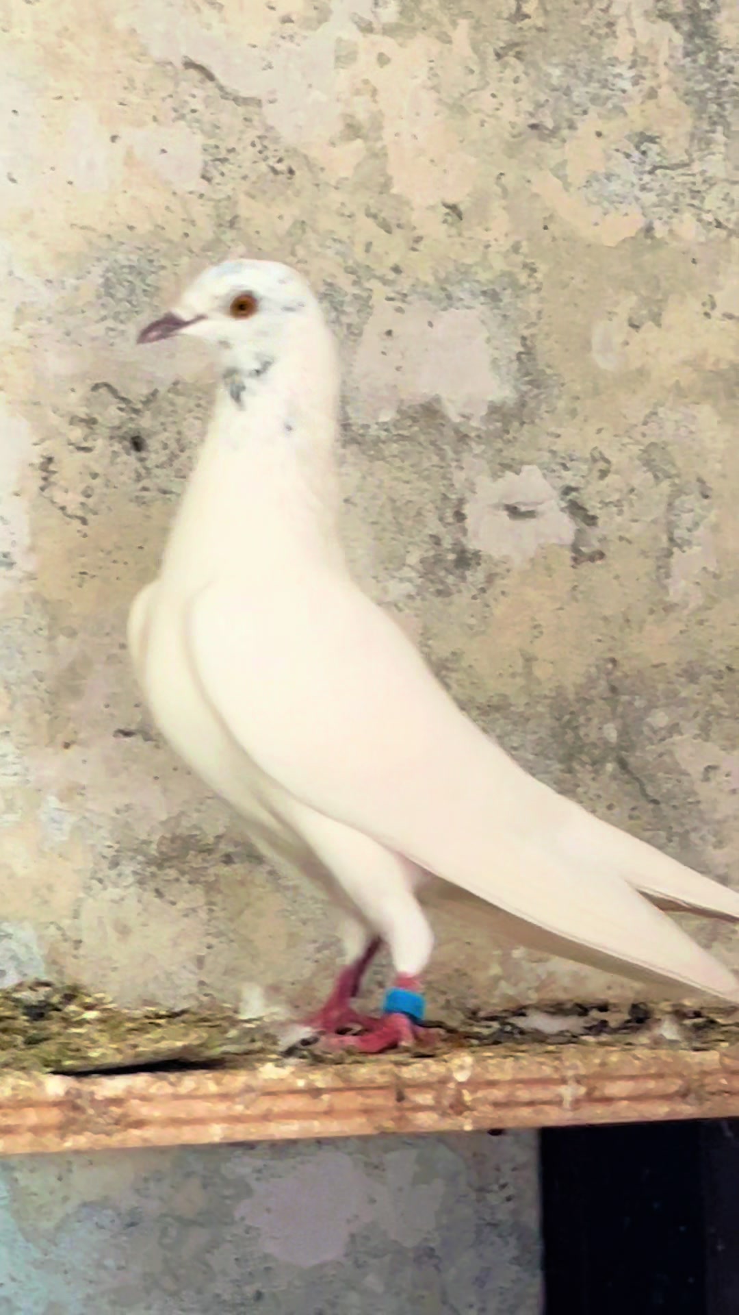 @The Best Pigeons