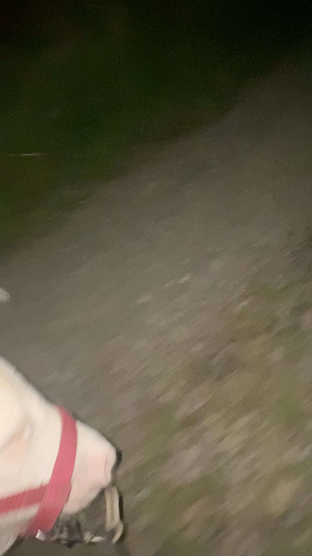 @Sarah and her Ponys and dogs